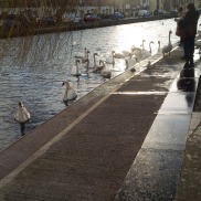 Swans on Canal