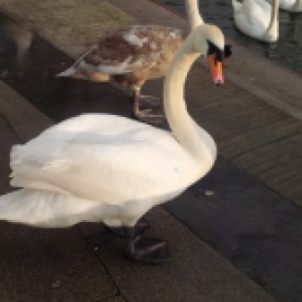 Hey Swan